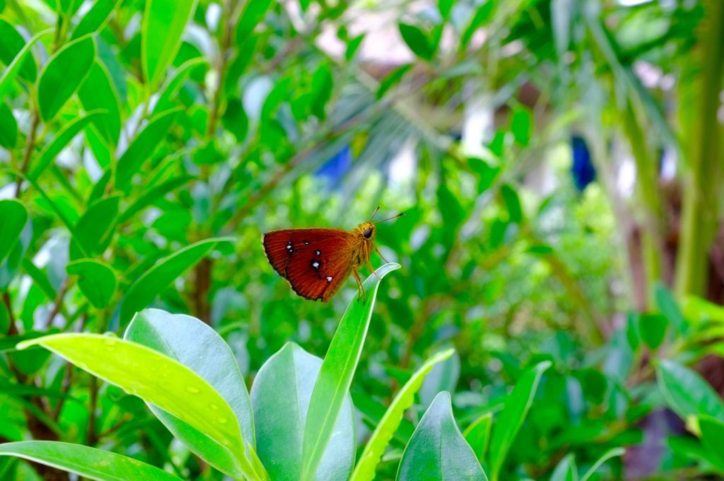 The Nature House Aonang Krabi Thailand Ao Nang Dış mekan fotoğraf