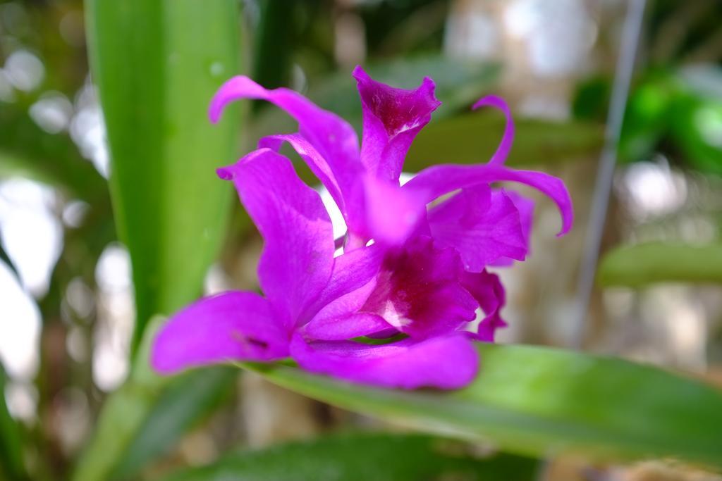 The Nature House Aonang Krabi Thailand Ao Nang Dış mekan fotoğraf